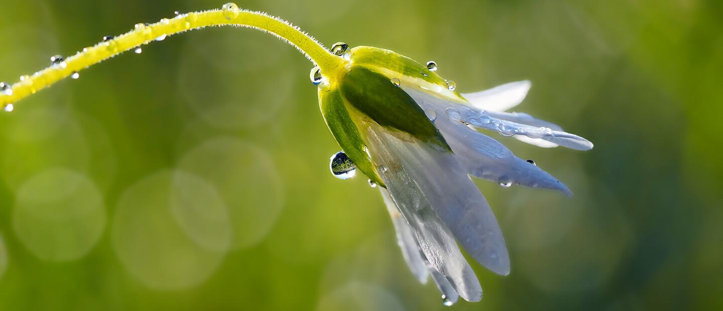 flower environment