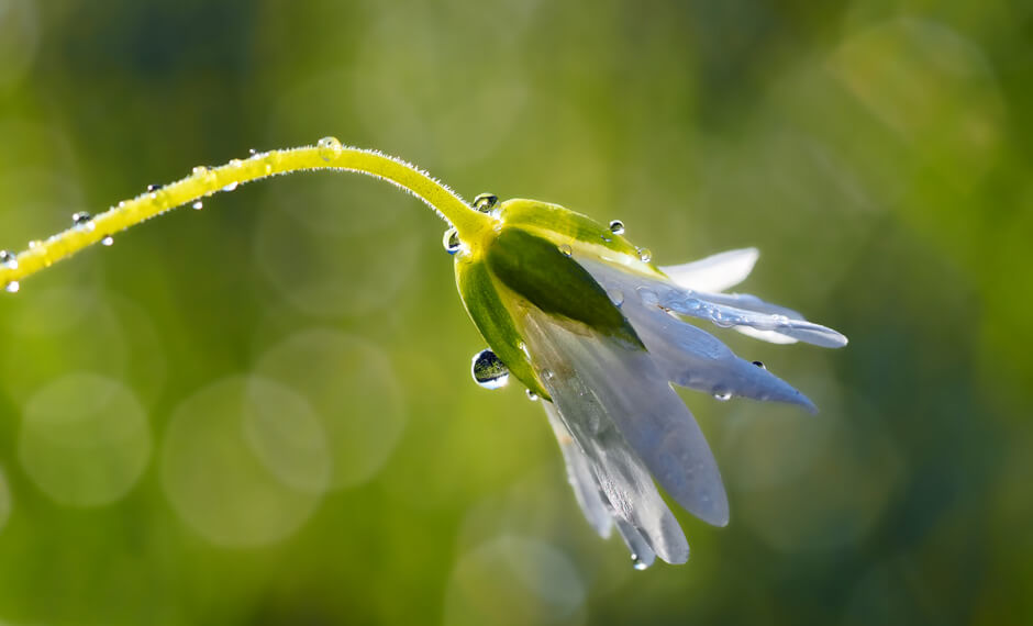 Fleur